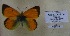  (Colias euxanthe coeneni - AVK334)  @11 [ ] Copyright (2019) Alex Kiryanov Private collection of Alexander V Kiryanov