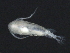  ( - 08PROBE-0695)  @13 [ ] CreativeCommons - Attribution (2008) Unspecified Centre for Biodiversity Genomics