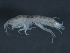  ( - 09-PROBE-09826)  @13 [ ] CreativeCommons - Attribution (2010) Unspecified Centre for Biodiversity Genomics