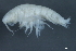  ( - 09-PROBE-09828)  @13 [ ] CreativeCommons - Attribution (2010) Unspecified Centre for Biodiversity Genomics
