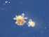  ( - SAEVG_Morph0052)  @11 [ ] Unspecified (default): All Rights Reserved  Unspecified Unspecified