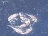  ( - SAEVG_Morph0249)  @11 [ ] Unspecified (default): All Rights Reserved  Unspecified Unspecified