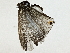  ( - BIOUG80114-H04)  @11 [ ] CreativeCommons - Attribution (2022) CBG Photography Group Centre for Biodiversity Genomics