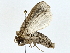  (Sesamia natalensis - BIOUG85246-B06)  @11 [ ] CreativeCommons - Attribution (2022) CBG Photography Group Centre for Biodiversity Genomics