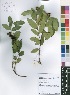  (Microstachys - Burrows13413)  @11 [ ] No Rights Reserved  Unspecified Unspecified