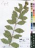 (Psorospermum baumii - Burrows13439)  @11 [ ] No Rights Reserved  Unspecified Unspecified
