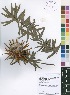  (Protea - Burrows13473)  @11 [ ] No Rights Reserved  Unspecified Unspecified
