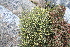  (Manochlamys - AM0051)  @11 [ ] CreativeCommons - Attribution Non-Commercial Share-Alike (2011) Maria (Masha) Kuzmina Canadian Center for DNA Barcoding