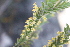  (Struthiola tomentosa - AM0131)  @11 [ ] CreativeCommons - Attribution Non-Commercial Share-Alike (2011) Maria (Masha) Kuzmina Canadian Center for DNA Barcoding