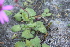  (Senecio hastifolius - AM0134)  @11 [ ] CreativeCommons - Attribution Non-Commercial Share-Alike (2011) Maria (Masha) Kuzmina Canadian Center for DNA Barcoding