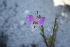  (Polygala bracteolata - AM0135)  @11 [ ] CreativeCommons - Attribution Non-Commercial Share-Alike (2011) Maria (Masha) Kuzmina Canadian Center for DNA Barcoding