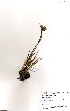  (Dilatris pillansii - AM0140)  @11 [ ] No Rights Reserved  Unspecified Unspecified