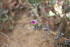  (Ruschia cymbifolia - AM0246)  @11 [ ] CreativeCommons - Attribution Non-Commercial Share-Alike (2011) Maria (Masha) Kuzmina Canadian Center for DNA Barcoding