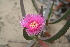  (Carpobrotus deliciosus - AM0269)  @11 [ ] CreativeCommons - Attribution Non-Commercial Share-Alike (2011) Maria (Masha) Kuzmina Canadian Center for DNA Barcoding