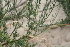  ( - AM0270)  @11 [ ] CreativeCommons - Attribution Non-Commercial Share-Alike (2011) Maria (Masha) Kuzmina Canadian Center for DNA Barcoding