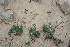  ( - AM0271)  @11 [ ] CreativeCommons - Attribution Non-Commercial Share-Alike (2011) Maria (Masha) Kuzmina Canadian Center for DNA Barcoding