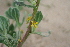  (Tetragonia decumbens - AM0282)  @11 [ ] CreativeCommons - Attribution Non-Commercial Share-Alike (2011) Maria (Masha) Kuzmina Canadian Center for DNA Barcoding