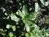  (Ficus craterostema - Abbott9168)  @11 [ ] Unspecified (default): All Rights Reserved  Unspecified Unspecified