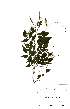  ( - Abbott9172)  @11 [ ] Unspecified (default): All Rights Reserved  Unspecified Unspecified