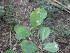  (Gymnosporia nemorosa - Abbott9187)  @11 [ ] Unspecified (default): All Rights Reserved  Unspecified Unspecified