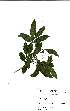  ( - Abbott9190)  @11 [ ] Unspecified (default): All Rights Reserved  Unspecified Unspecified