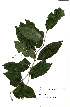  (Casearia sp. nov - Abbott9191)  @11 [ ] Unspecified (default): All Rights Reserved  Unspecified Unspecified