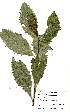  ( - Abbott9197)  @11 [ ] Unspecified (default): All Rights Reserved  Unspecified Unspecified