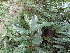  (Elaeodendron croceum - Abbott9197)  @11 [ ] Unspecified (default): All Rights Reserved  Unspecified Unspecified
