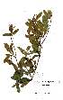  ( - Abbott9200)  @11 [ ] Unspecified (default): All Rights Reserved  Unspecified Unspecified
