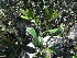  ( - Abbott9200)  @11 [ ] Unspecified (default): All Rights Reserved  Unspecified Unspecified