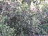  ( - Abbott9208)  @11 [ ] Unspecified (default): All Rights Reserved  Unspecified Unspecified