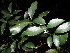 (Excoecaria simii - Abbott9211)  @11 [ ] No Rights Reserved  Unspecified Unspecified