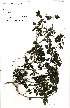  ( - Abbott9216)  @11 [ ] No Rights Reserved  Unspecified Unspecified