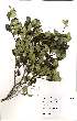  (Dovyalis lucida - Abbott9221)  @11 [ ] No Rights Reserved  Unspecified Unspecified