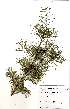  (Hakea sericea - Abbott9226)  @11 [ ] No Rights Reserved  Unspecified Unspecified