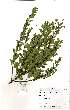  (Clutia abyssinica - Abbott9231)  @11 [ ] No Rights Reserved  Unspecified Unspecified