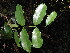  (Salacia gerrardii - Abbott9241)  @11 [ ] No Rights Reserved  Unspecified Unspecified