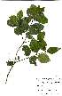  (Lydenburgia - Abbott9242)  @11 [ ] No Rights Reserved  Unspecified Unspecified