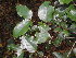  ( - Abbott9242)  @11 [ ] No Rights Reserved  Unspecified Unspecified
