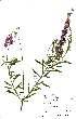  ( - Abbott9243)  @11 [ ] No Rights Reserved  Unspecified Unspecified