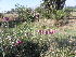  (Polygala virgata - Abbott9243)  @11 [ ] No Rights Reserved  Unspecified Unspecified