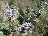  ( - Abbott9245)  @11 [ ] No Rights Reserved  Unspecified Unspecified