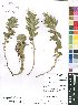  (Acalypha sp. nov.A - Burrows13098)  @11 [ ] No Rights Reserved  Unspecified Unspecified