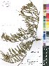  (Acalypha sp. nov.B - Burrows13226)  @11 [ ] No Rights Reserved  Unspecified Unspecified