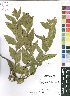  (Acalypha wilmsii - Burrows13302)  @11 [ ] No Rights Reserved  Unspecified Unspecified