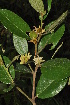 ( - Burrows13366)  @11 [ ] CreativeCommons - Attribution Non-Commercial Share-Alike (2014) John E. Burrows Buffelskloof Nature Reserve Herbarium (BNRH)