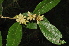  ( - Burrows13366)  @11 [ ] CreativeCommons - Attribution Non-Commercial Share-Alike (2014) John E. Burrows Buffelskloof Nature Reserve Herbarium (BNRH)