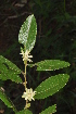  ( - Burrows13366)  @11 [ ] CreativeCommons - Attribution Non-Commercial Share-Alike (2014) John E. Burrows Buffelskloof Nature Reserve Herbarium (BNRH)