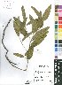  (Acalypha allenii - Burrows13369)  @11 [ ] No Rights Reserved  Unspecified Unspecified