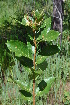  ( - Burrows13384)  @11 [ ] CreativeCommons - Attribution Non-Commercial Share-Alike (2014) John E. Burrows Buffelskloof Nature Reserve Herbarium (BNRH)